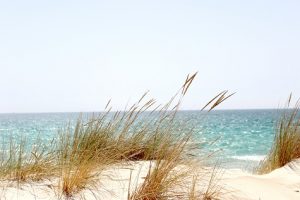 Dunes with beach grass and waves in the background