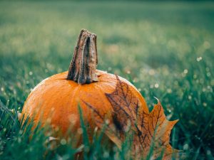 Pumpkin on grass with fall leave