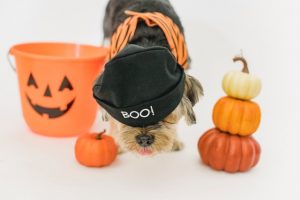 Dog in a halloween costume with plastic pumpkins
